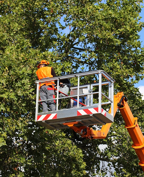 Service Élagage Abattage France 1